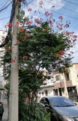 Caesalpinia pulcherrima