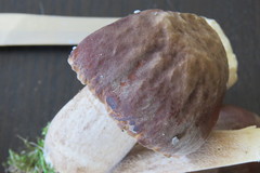 Boletus aereus