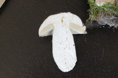 Boletus aereus