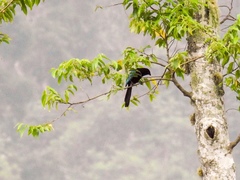 Cyanocorax melanocyaneus