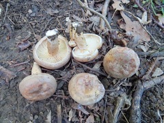 Lactarius circellatus