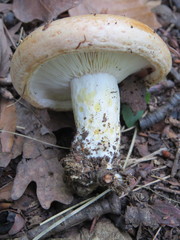 Lactarius zonarius