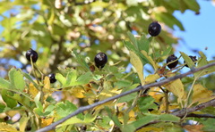 Crataegus pentagyna