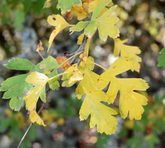 Crataegus pentagyna