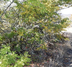 Crataegus pentagyna