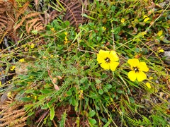 Tuberaria globulariifolia