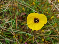 Tuberaria globulariifolia