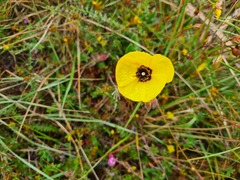 Tuberaria globulariifolia
