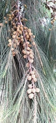 Casuarina cunninghamiana
