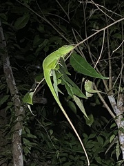 Anolis cuvieri
