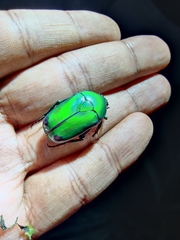 Heterorrhina elegans