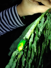 Heterorrhina elegans