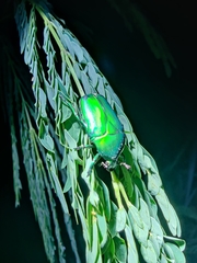 Heterorrhina elegans