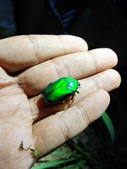 Heterorrhina elegans