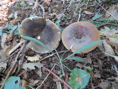 Russula ionochlora