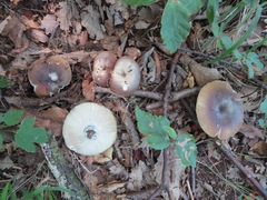 Russula ionochlora