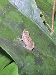 Eleutherodactylus cochranae