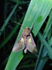 Thysanoplusia orichalcea