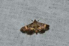 Syngamia falsidicalis