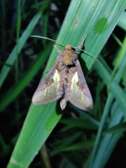 Thysanoplusia orichalcea