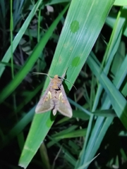 Thysanoplusia orichalcea