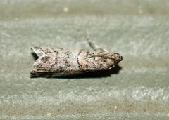 Promylea lunigerella