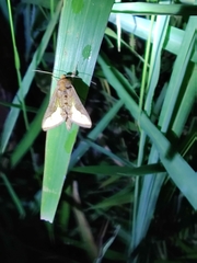 Thysanoplusia orichalcea