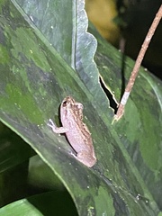 Eleutherodactylus cochranae