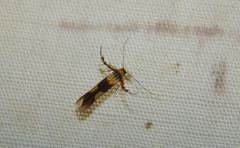 Stathmopoda luminata