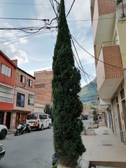 Cupressus