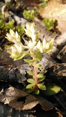 Sedum ternatum