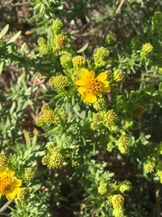 Deinandra clementina