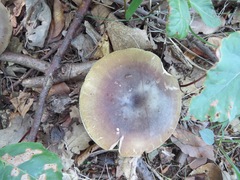 Russula ionochlora