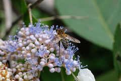 Helophilus eristaloidea