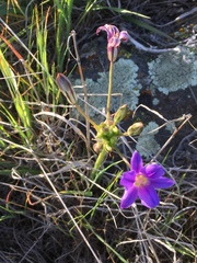 Brodiaea kinkiensis