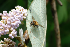 Helophilus eristaloidea