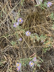 Symphyotrichum campestre