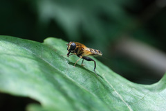 Helophilus eristaloidea