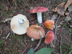 Russula decipiens