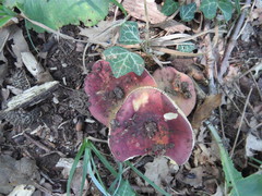 Russula decipiens