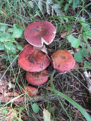 Russula decipiens