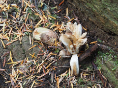 Turbinellus kauffmanii