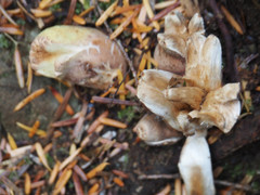 Turbinellus kauffmanii