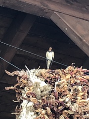 Hirundo rustica