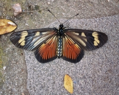 Actinote pellenea
