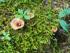 Turbinellus kauffmanii