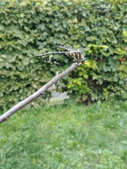 Cordulegaster boltonii