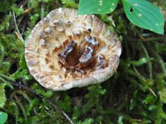 Turbinellus kauffmanii