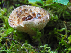 Turbinellus kauffmanii