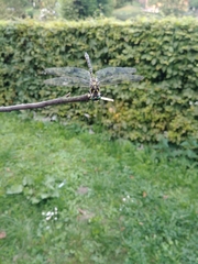 Cordulegaster boltonii